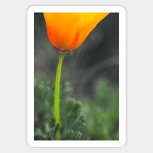 California Poppy Sticker